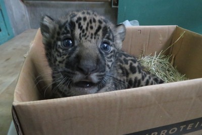 10歳ジャガーが「高齢出産」　元気な赤ちゃん誕生　とべ動物園