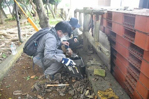 ハブは生息しないはずの宮古島　死骸発見を受け捕獲器を設置　8月まで定着の有無を確認