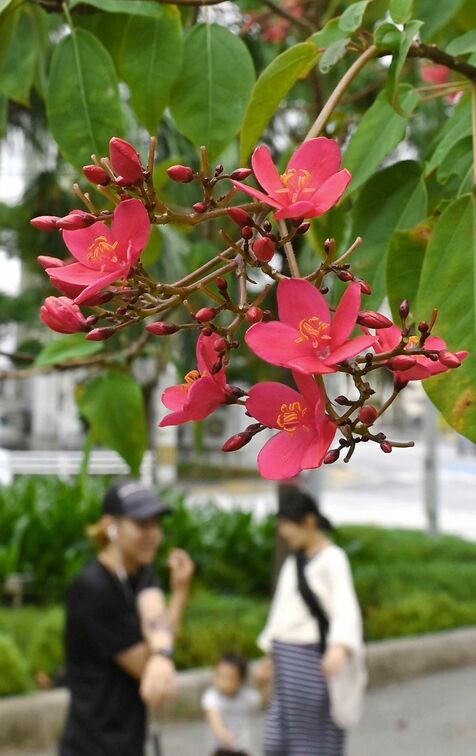 えっ！　紅色の“サクラ”が沖縄に　年中緑色の葉はバイオリンの形　鮮やかに見頃