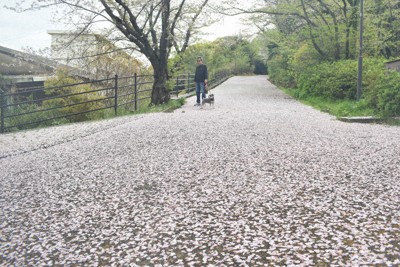 風雨去って、ピンクのじゅうたん　約2600本の桜の公園　北九州市