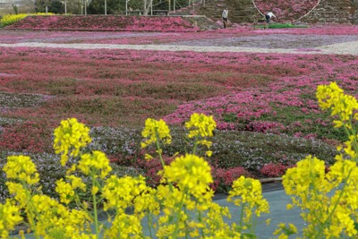 シバザクラ見ごろ　桜や菜の花と共演　空にはこいのぼりの絶景