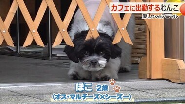 ＜愛LOVEアニマル＞毎日ご主人のカフェに“出勤”　ミックス犬のぽこちゃん