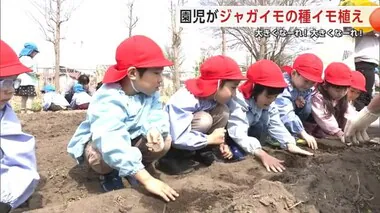 「大きくな～れ！大きくな～れ！」　園児がジャガイモの種イモを植え付け　秋田市