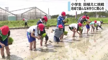 小学生　田植えに挑戦　地域で盛んな米作り学ぶ　静岡・掛川市