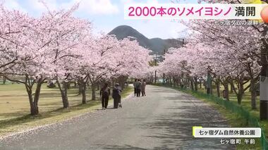 ダム湖畔に咲く約２０００本のサクラ並木が見頃〈宮城・七ヶ宿町〉