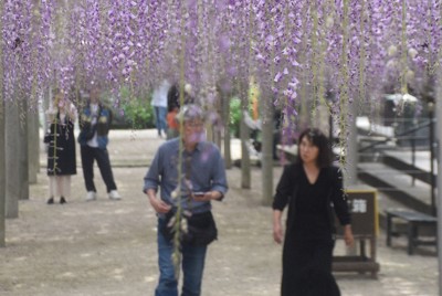 春彩る薄紫色、漂う甘い香り　北九州・吉祥寺で藤の花見ごろ