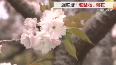 国の天然記念物　遅咲きの「塩釜桜」見頃迎える　塩釜神社の境内彩る〈宮城・塩釜市〉