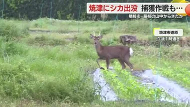 【独自映像】「鹿が道路を…」市職員が捕獲作戦も逆方向に走り姿消す　その後は行方不明　静岡・焼津市