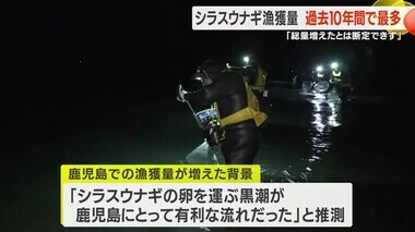 鹿児島県内のシラスウナギ漁獲量　過去１０年で最多　ただし「全体的な数増加とは断定できず」