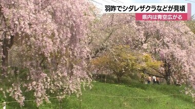 建設会社の社長が趣味で植えたシダレザクラなどが咲き誇り隠れた名所に