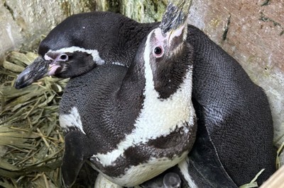 元気に大きくなって石川に帰ろうね　ペンギン、避難先でひな誕生