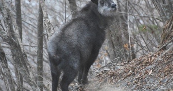 「犯人」はカモシカ?　花粉症対策のスギ食害「駆除できぬ」