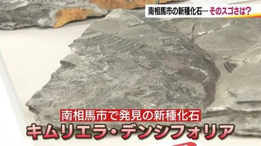 世界的に第一級!?新種の化石を発見！　ジュラ紀後期の植物「キムリエラ・デンシフォリア」【福島発】