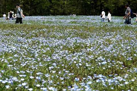 ネモフィラでブルーに染まった花畑　埼玉・滑川市の国営武蔵丘陵森林公園で見頃に