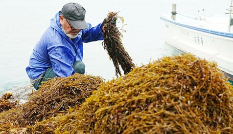 「歯応えある生ヒジキ届けたい」　旬を迎えた天然物　与那原町の海岸で収穫始まる