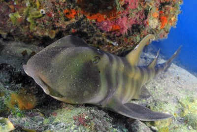 温暖化の影響受ける「海のネコ」　生息海域、二つの特徴