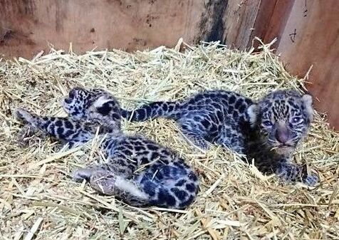 ジャガーに待望の赤ちゃん誕生　こどもの国で2頭　性別不明　「明るいニュースを届けられてうれしい」