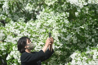 新緑に浮かぶ「春の雪」　ヒトツバタゴ満開　福岡・芦屋