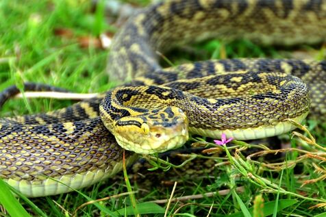 沖縄県が「ハブ咬症注意報」発令へ　気温高くなり活動活発に　例年50～60人の咬症患者