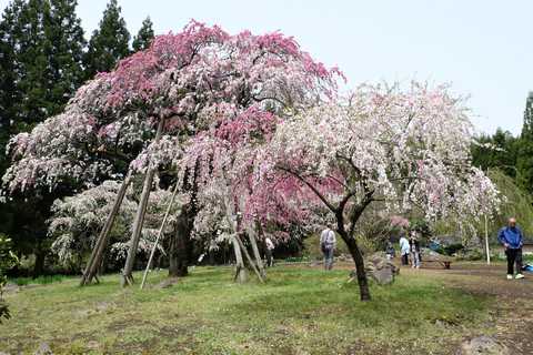 〝鳥海山麓の桃源郷〟　シダレハナモモ咲き乱れる山形・小野曽集落