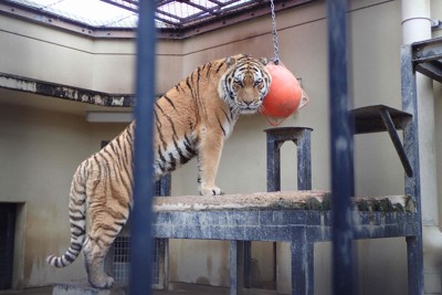 京都市動物園、ライオンに続きトラの飼育にも幕　「オク」は富山市へ