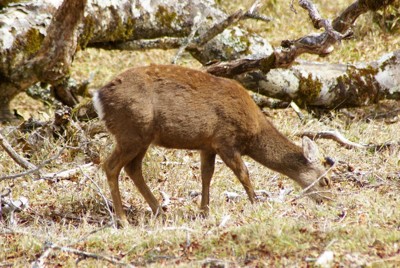 ニホンジカ減らず…246万頭でほぼ横ばい　イノシシは減少　環境省