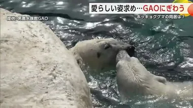 ホッキョクグマ、ペンギン、ゴマフアザラシ　愛らしい姿求めてGAOにぎわう　秋田・男鹿市