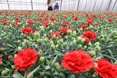 母の日にほしいもの、最多は花ではなく…調査結果に表れた切実な願い