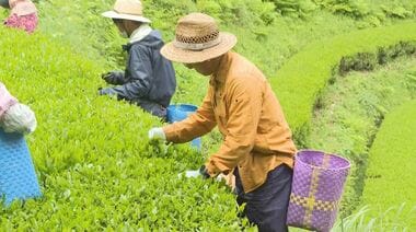 初夏到来　“一番茶”の茶摘み「順調に成長」　長野県南端・天龍村