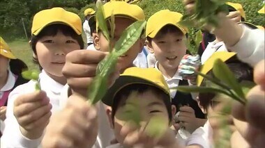 県内最古と言われる栗林公園の茶園で小学生が楽しく「一番茶」の手摘み体験【香川・高松市】