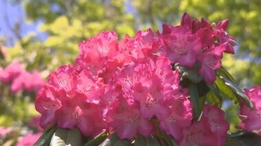 遊園地にいながら“感動”の光景　蒜山三座を背景に広がる色とりどりのシャクナゲが見頃【岡山・真庭市】