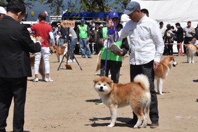 りりしい姿見て!　品位競う秋田犬　ハチ公の故郷に170匹集合