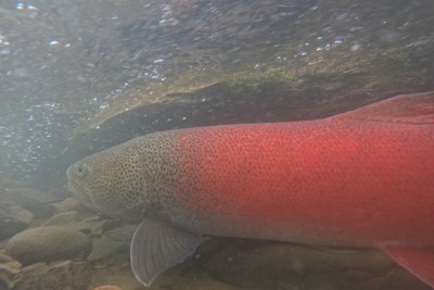 幻の魚イトウの聖域に風力発電　原発相当計画に「最大級」の懸念