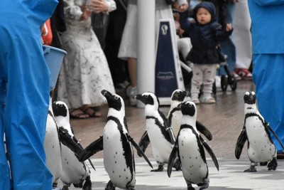 ズンズン、ペンギン　間近で愛らしく行進　寝床の小屋へ　福岡