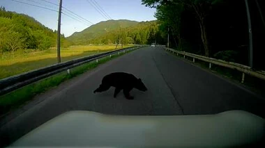 【独自】クマと衝突し車大破　クマは起き上がり森へ