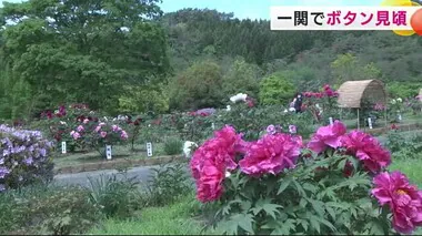 一関市でボタンが見頃　「花と泉の公園」に３２０種類・約４０００本が栽培＜岩手県＞