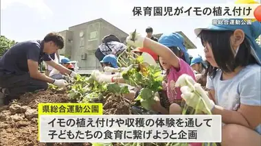 保育園児がイモの植え付けを体験　秋には収穫も予定