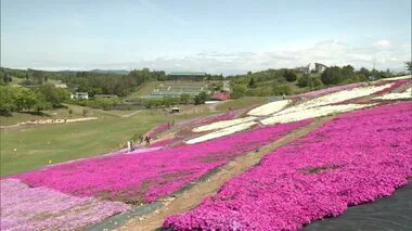 斜面に広がる花のじゅうたん　色鮮やかな「シバザクラ」見頃迎える　秋田・横手市