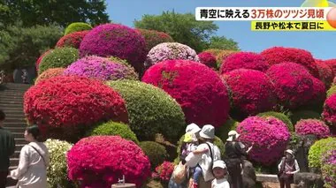 青空に映える3万株のツツジ見頃　赤やピンク色鮮やか