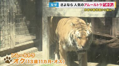 さよならアムールトラ「オク」　京都市動物園から富山へ引っ越し　より自然な行動ができる環境へ