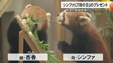 レッサーパンダのシンファに『母の日』のプレゼント【熊本】