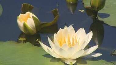 涼しさ誘う純白の花びら…名勝・衆楽園の池の水面を染める「スイレン」訪れる人を魅了【岡山・津山市】