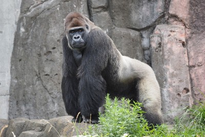 ゴリラたちに野生に近い環境を　千葉市動物公園が改善目指しCF