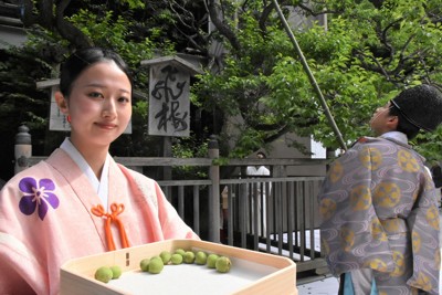 太宰府天満宮で「飛梅ちぎり」　種は奉納→初穂料10万円で授与