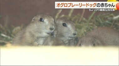 「元気いっぱいを見て」砥部・とべ動物園でプレーリードッグ赤ちゃん　１８日から一般公開【愛媛】