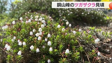 「本当に大切に」“日本の南限”新居浜・銅山峰のツガザクラ群生見頃　過去に盗掘被害「モラルを」【愛媛】