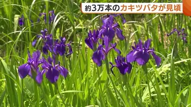 約3万本の“カキツバタ”見頃に！「圧巻」「落ち着く」美しい景色が訪れた人を癒やす【新潟・柏崎市】