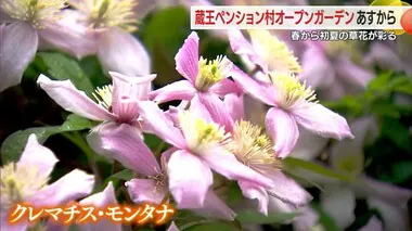 クレマチス・モンタナなど初夏までの草花楽しめるオープンガーデン始まる　山形・蔵王ペンション村