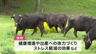 夏でも涼しく 牛の放牧始まる　健康増進や出産への体力づくり〈宮城・石巻市〉