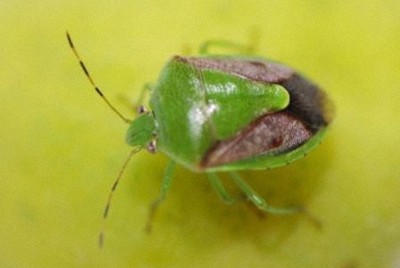 25府県が「カメムシ注意報」　春先から大量発生の異常事態